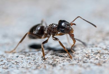 Carpenter Ants